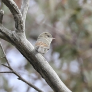 Pachycephala pectoralis at Scullin, ACT - 26 Jun 2021