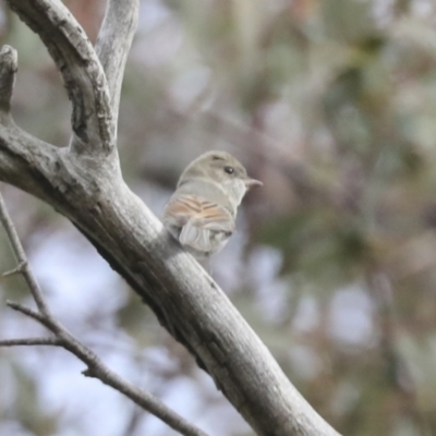 Pachycephala pectoralis (Golden Whistler) at Scullin, ACT - 26 Jun 2021 by AlisonMilton