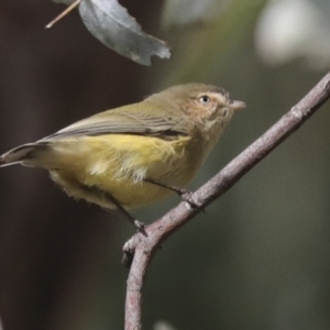 Smicrornis brevirostris at Scullin, ACT - 26 Jun 2021