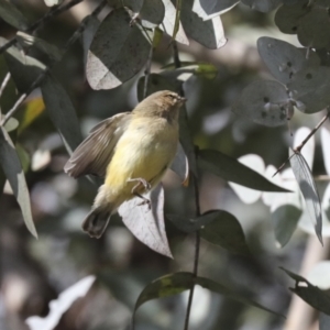 Smicrornis brevirostris at Scullin, ACT - 26 Jun 2021