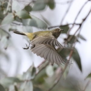 Smicrornis brevirostris at Scullin, ACT - 26 Jun 2021