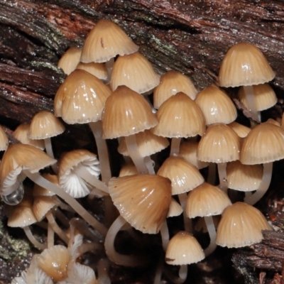 Mycena sp. (genus) (Mycena) at Acton, ACT - 24 Jun 2021 by TimL