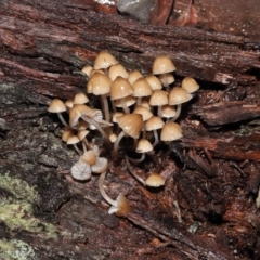 Mycena sp. at Acton, ACT - 24 Jun 2021