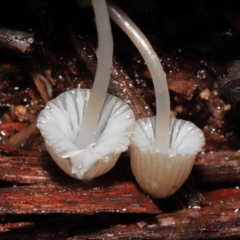 Mycena sp. at Acton, ACT - 24 Jun 2021