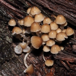 Mycena sp. at Acton, ACT - 24 Jun 2021