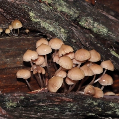 Mycena sp. (genus) (Mycena) at Acton, ACT - 24 Jun 2021 by TimL