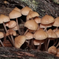 Mycena sp. at Acton, ACT - 24 Jun 2021