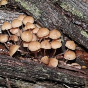 Mycena sp. at Acton, ACT - 24 Jun 2021