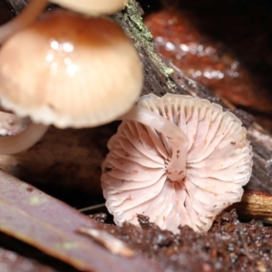 Mycena sp. at Acton, ACT - 24 Jun 2021