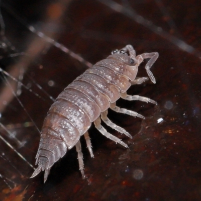 Porcellio scaber (Common slater) at Acton, ACT - 24 Jun 2021 by TimL