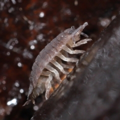 Porcellio scaber at Acton, ACT - 24 Jun 2021