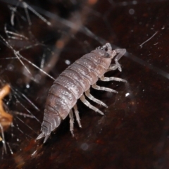 Porcellio scaber at Acton, ACT - 24 Jun 2021 11:03 AM