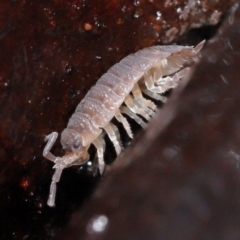 Porcellio scaber at Acton, ACT - 24 Jun 2021 11:03 AM