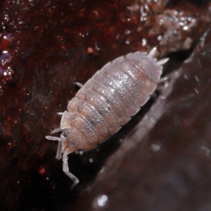 Porcellio scaber at Acton, ACT - 24 Jun 2021 11:03 AM