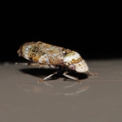 Cicadellidae sp. (family) (Unidentified leafhopper) at Acton, ACT - 25 Jun 2021 by TimL