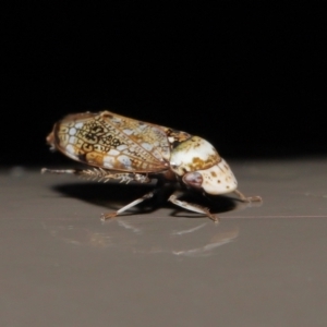 Cicadellidae sp. (family) at Acton, ACT - 25 Jun 2021