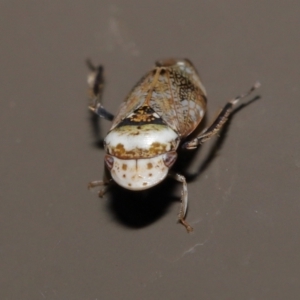 Cicadellidae (family) at Acton, ACT - 25 Jun 2021