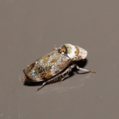 Cicadellidae (family) at Acton, ACT - 25 Jun 2021