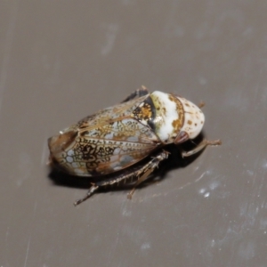 Cicadellidae (family) at Acton, ACT - 25 Jun 2021