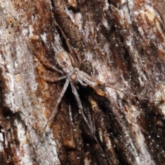 Tamopsis sp. (genus) at Acton, ACT - 24 Jun 2021