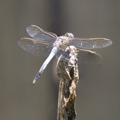 Orthetrum caledonicum (Blue Skimmer) at Higgins, ACT - 12 Jan 2019 by AlisonMilton