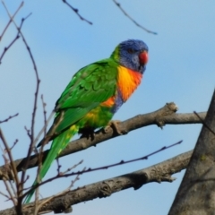 Trichoglossus moluccanus (Rainbow Lorikeet) at Symonston, ACT - 26 Jun 2021 by CallumBraeRuralProperty