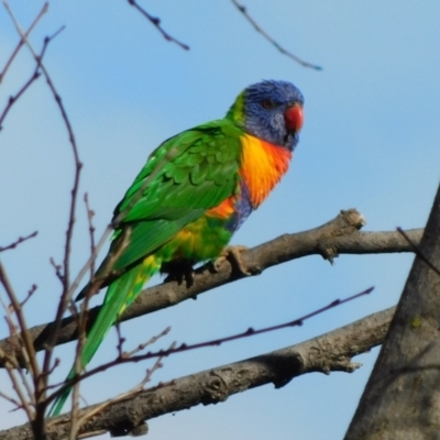 Trichoglossus moluccanus (Rainbow Lorikeet) at Symonston, ACT - 26 Jun 2021 by CallumBraeRuralProperty