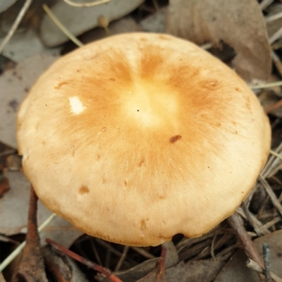 Unidentified Cap on a stem; gills below cap [mushrooms or mushroom-like] at Holt, ACT - 15 Jun 2021 by drakes