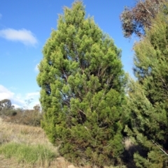 Callitris endlicheri (Black Cypress Pine) at Holt, ACT - 26 Jun 2021 by sangio7