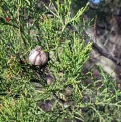 Callitris endlicheri at Holt, ACT - 26 Jun 2021