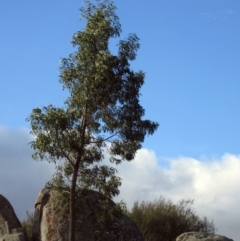 Acacia implexa (Hickory Wattle, Lightwood) at The Pinnacle - 26 Jun 2021 by sangio7