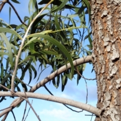 Acacia implexa at Holt, ACT - 26 Jun 2021