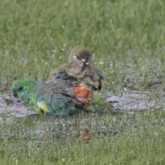 Psephotus haematonotus (Red-rumped Parrot) at Hawker, ACT - 10 Feb 2020 by AlisonMilton