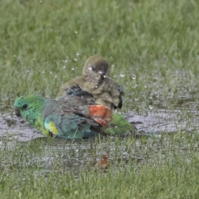 Psephotus haematonotus (Red-rumped Parrot) at Hawker, ACT - 10 Feb 2020 by AlisonMilton