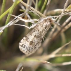 Nomophila corticalis (A Crambid moth (Spilomelinae) at Holt, ACT - 22 Sep 2018 by AlisonMilton