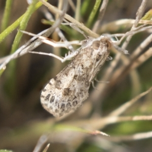 Nomophila corticalis at Holt, ACT - 22 Sep 2018 11:40 AM