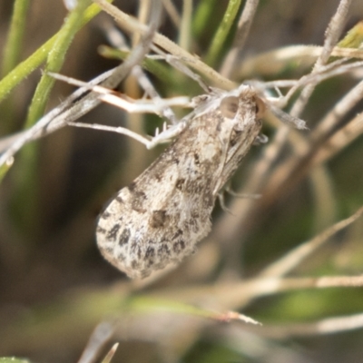 Nomophila corticalis (A Crambid moth (Spilomelinae) at Holt, ACT - 22 Sep 2018 by AlisonMilton