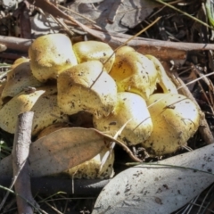 Unverified Cap on a stem; gills below cap [mushrooms or mushroom-like] at Scullin, ACT - 20 Jun 2021 by AlisonMilton