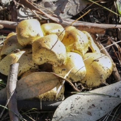 Unverified Cap on a stem; gills below cap [mushrooms or mushroom-like] at Scullin, ACT - 20 Jun 2021 by AlisonMilton