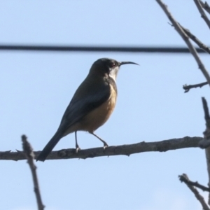 Acanthorhynchus tenuirostris at Higgins, ACT - 17 Jun 2021