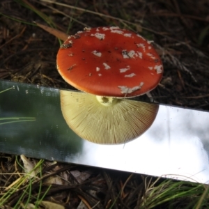 Amanita muscaria at Cotter River, ACT - 30 Apr 2021