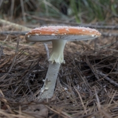 Amanita muscaria at Cotter River, ACT - 30 Apr 2021