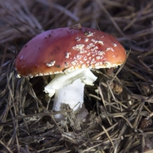 Amanita muscaria at Cotter River, ACT - 30 Apr 2021 12:18 PM