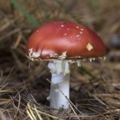 Amanita muscaria at Cotter River, ACT - 30 Apr 2021 12:18 PM