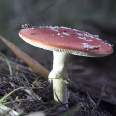 Amanita muscaria at Cotter River, ACT - 30 Apr 2021 12:18 PM