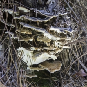 Trametes versicolor at Cotter River, ACT - 30 Apr 2021 12:04 PM