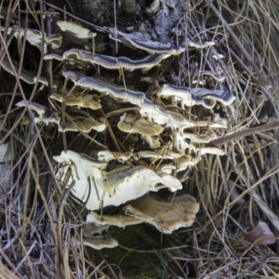 Trametes versicolor (Turkey Tail) at Cotter River, ACT - 30 Apr 2021 by AlisonMilton