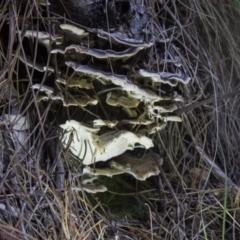 Trametes versicolor at Cotter River, ACT - 30 Apr 2021 12:04 PM