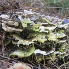 Trametes versicolor (Turkey Tail) at Cotter River, ACT - 30 Apr 2021 by AlisonMilton