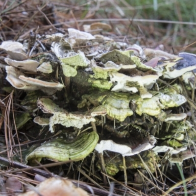 Trametes versicolor (Turkey Tail) at Namadgi National Park - 30 Apr 2021 by AlisonMilton